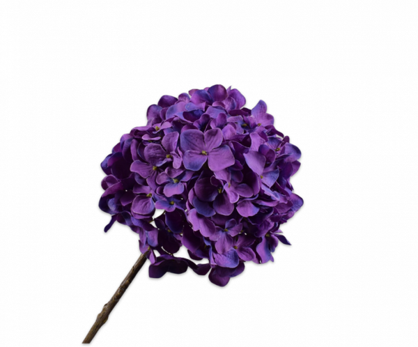 Hortensia paars