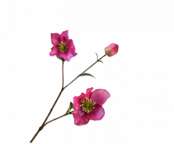 Helleborus fuchia