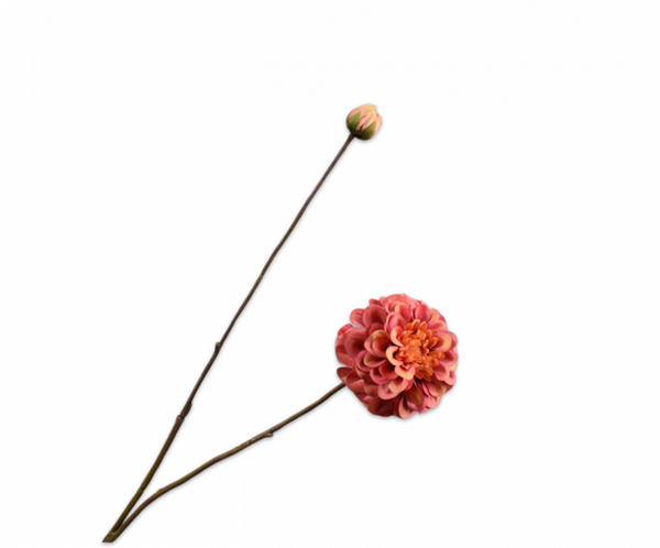 Dahlia tak oranje