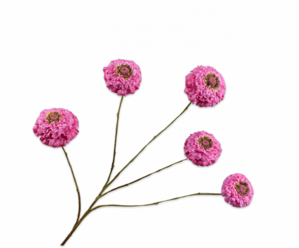 Zinnia lavendel dubbel