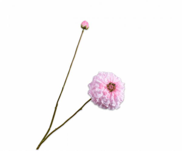 Zinnia roze