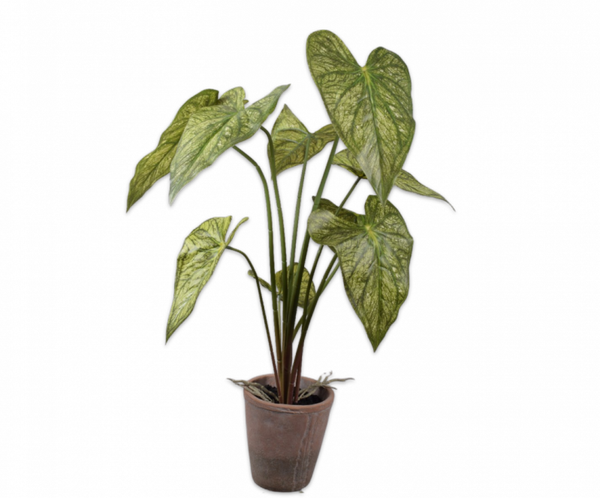 Caladium groen