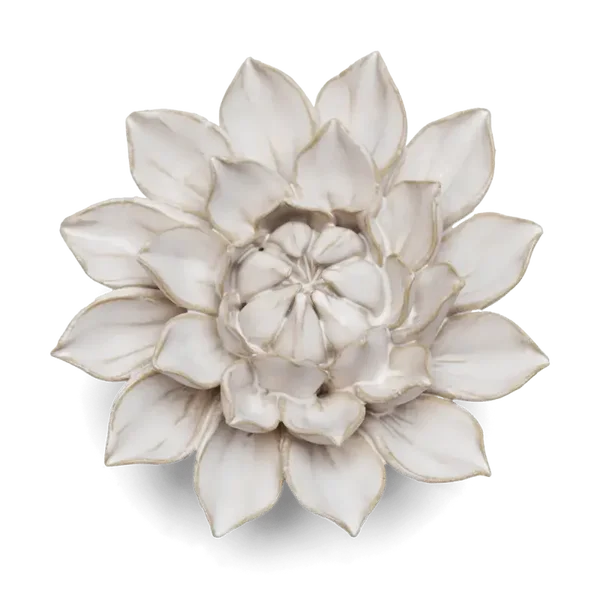 CO01 Ivory Monch Aster