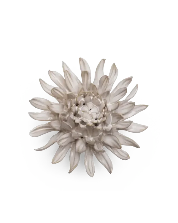 CO04 Ivory Spider Mum