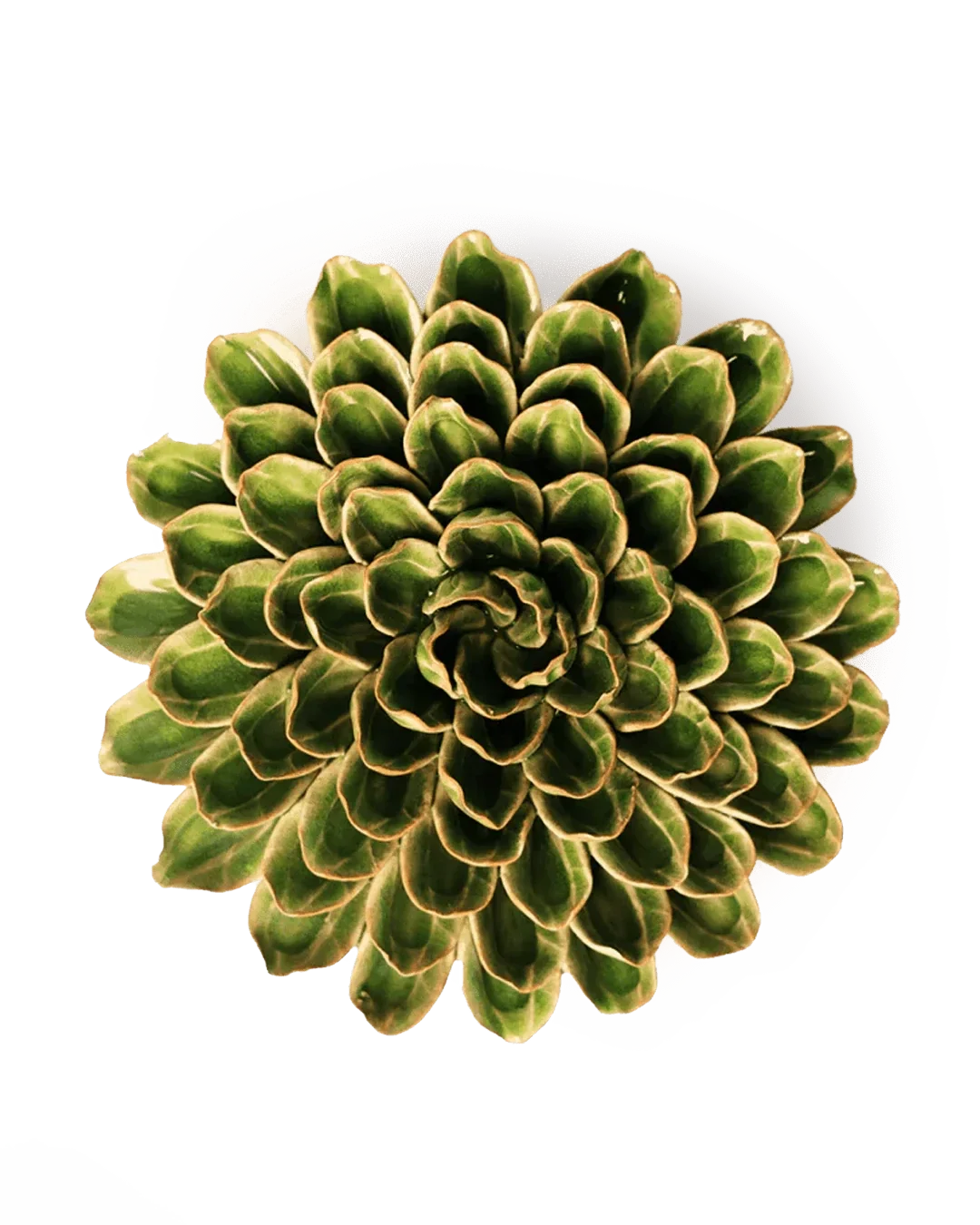 EG20 Avocado Green Unicorn Zinnia