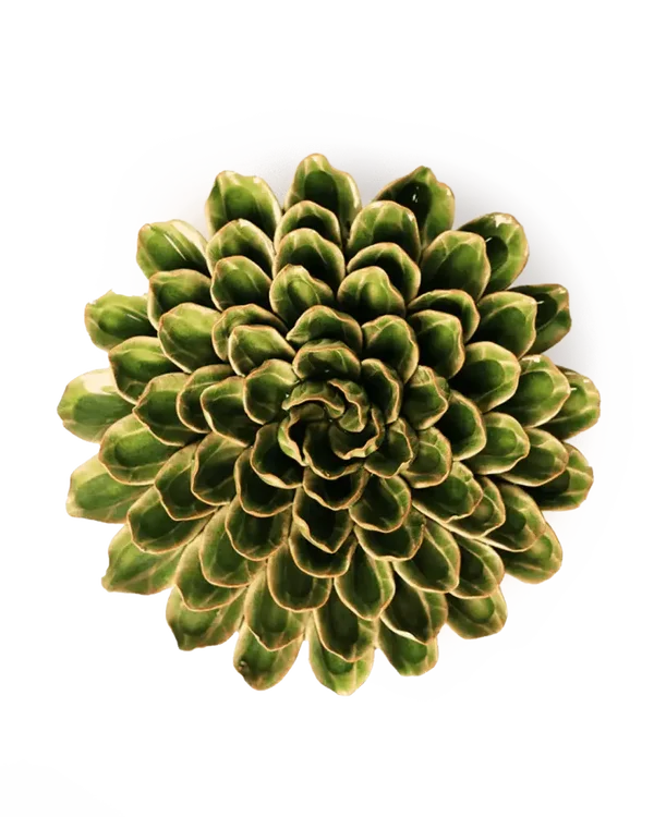 EG20 Avocado Green Unicorn Zinnia