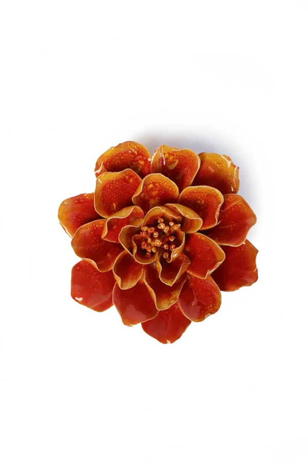 FR31 Orange Yellow Coreopsis