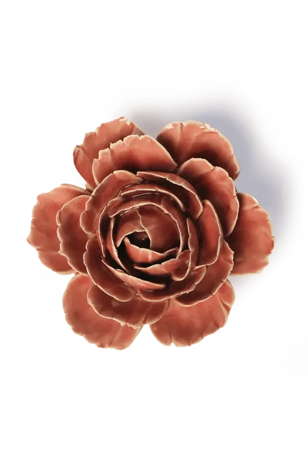 FR39 Champagne Pink English Rose