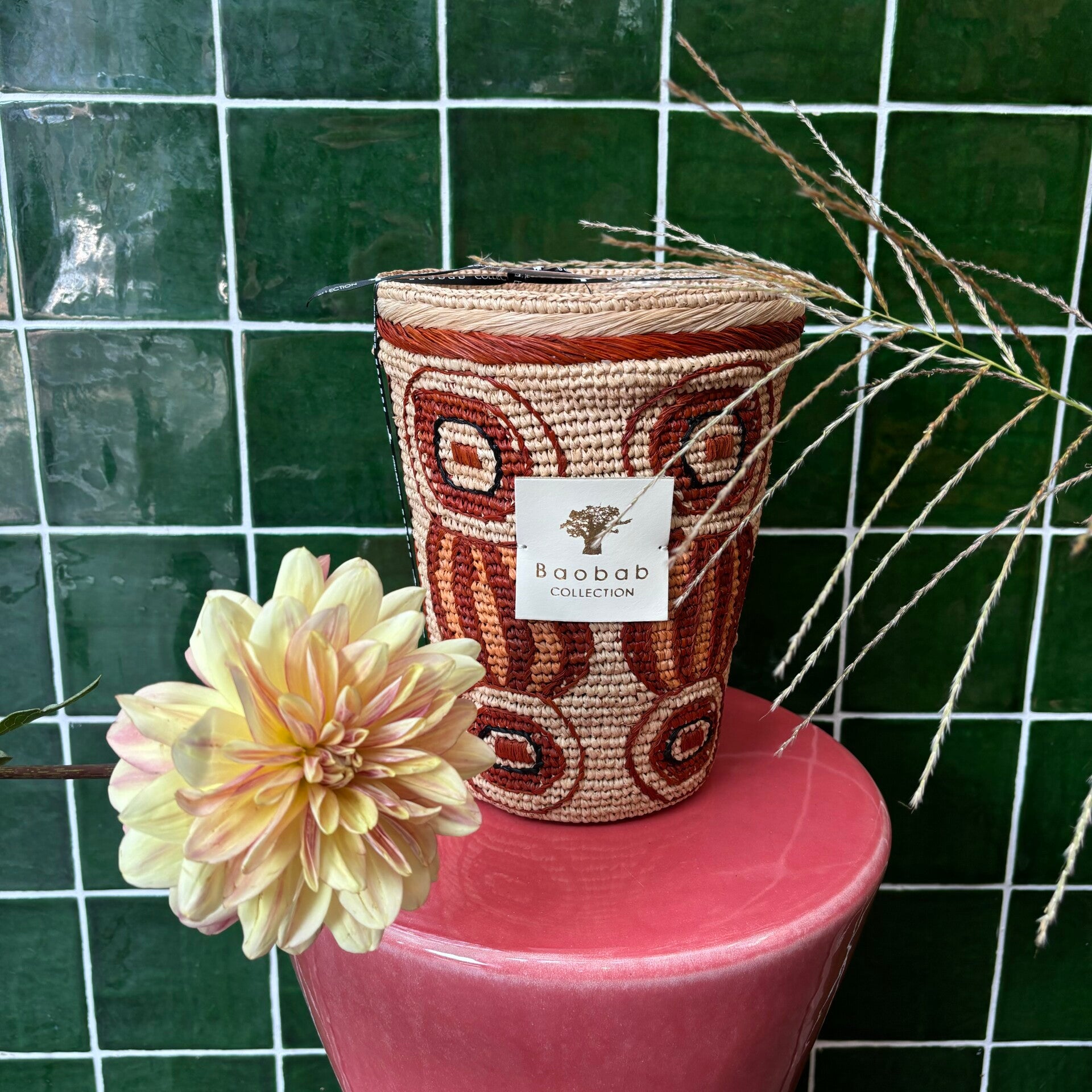 Baobab 'Doany Alasora' Max 24