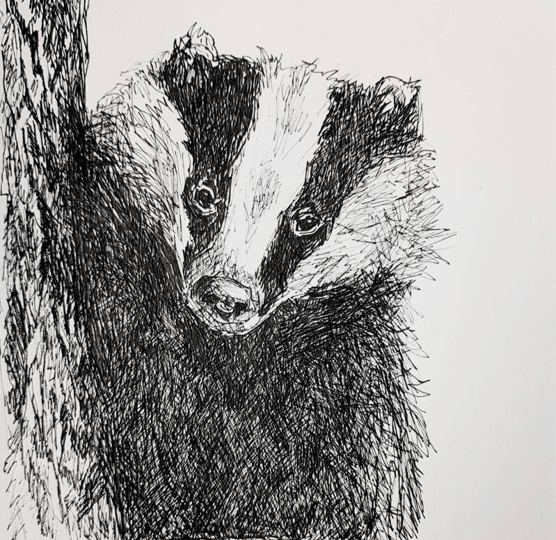 das tekening drawing natuur illustratie