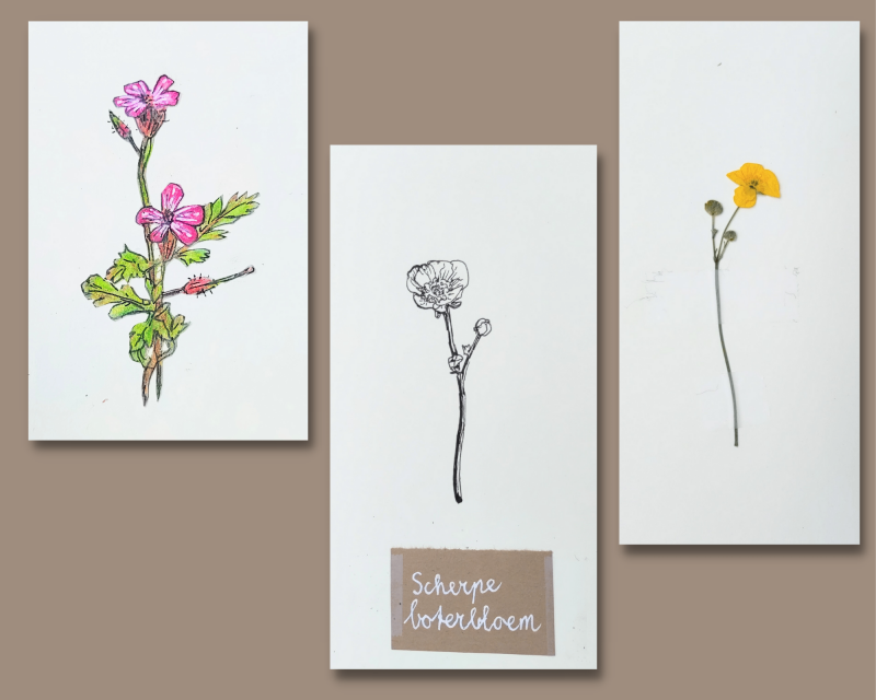 boterbloem botanisch tekenen natuur illustratie