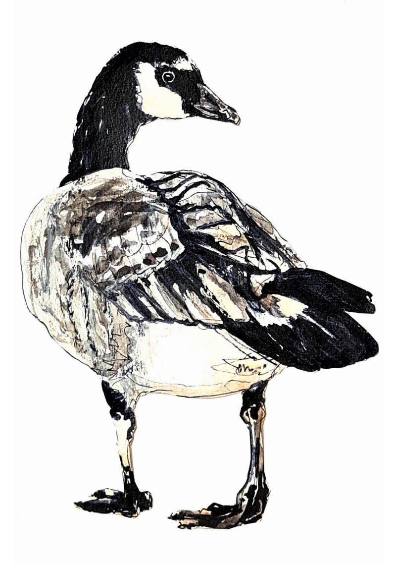 tekening drawing gans geese goose barnacle brandgans natuurillustratie