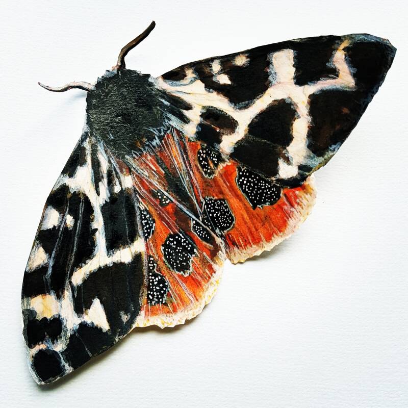 vlinder butterfly drawing illustration grote beer tekening