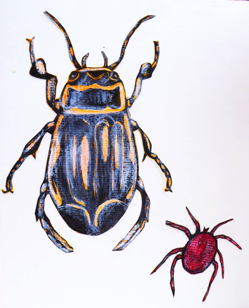 tekeningen van waterdiertjes geelgerande watertor en de watermijt