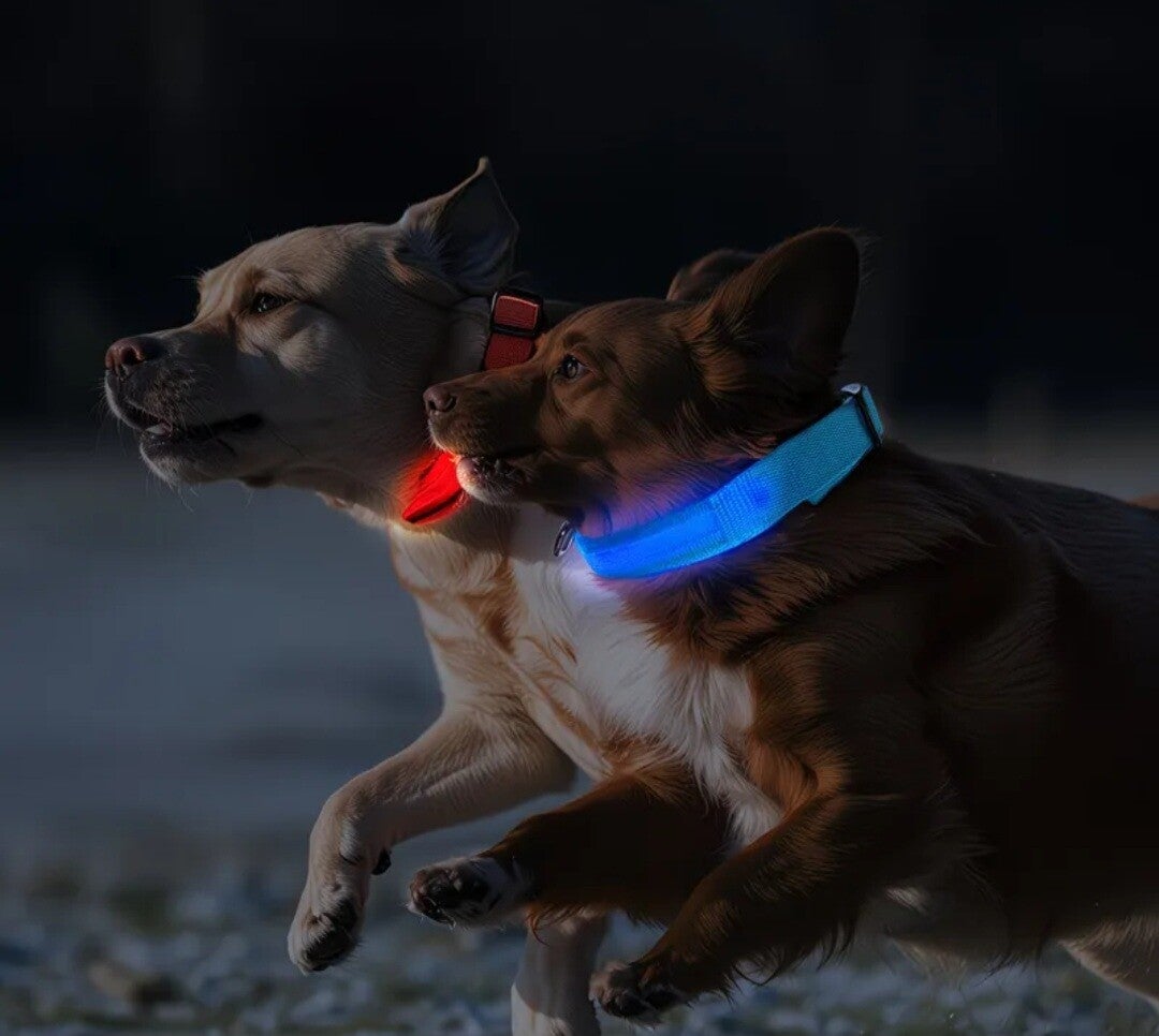LED Halsband Hund