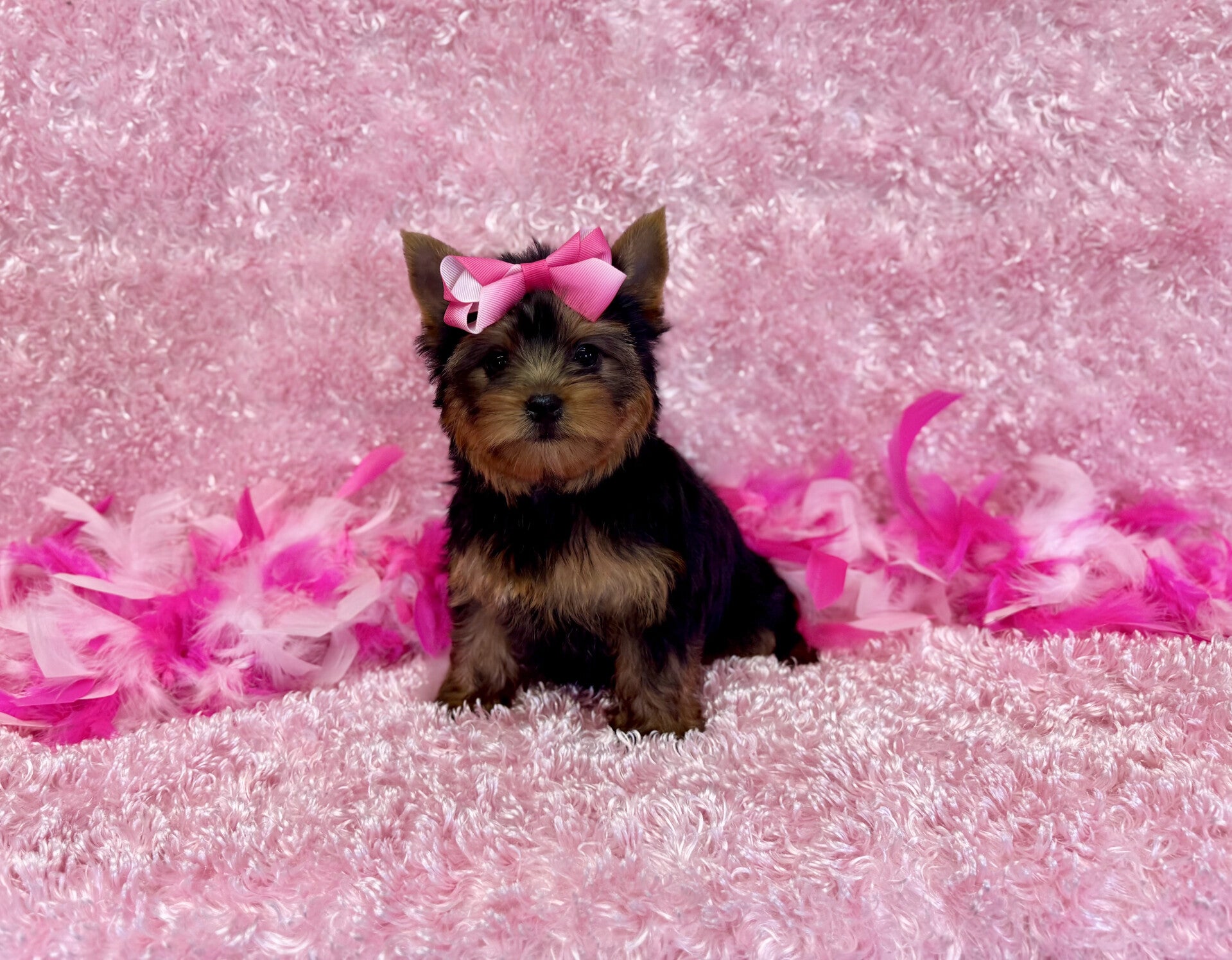 SOLD prissy