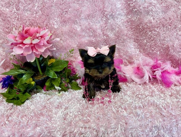Princess