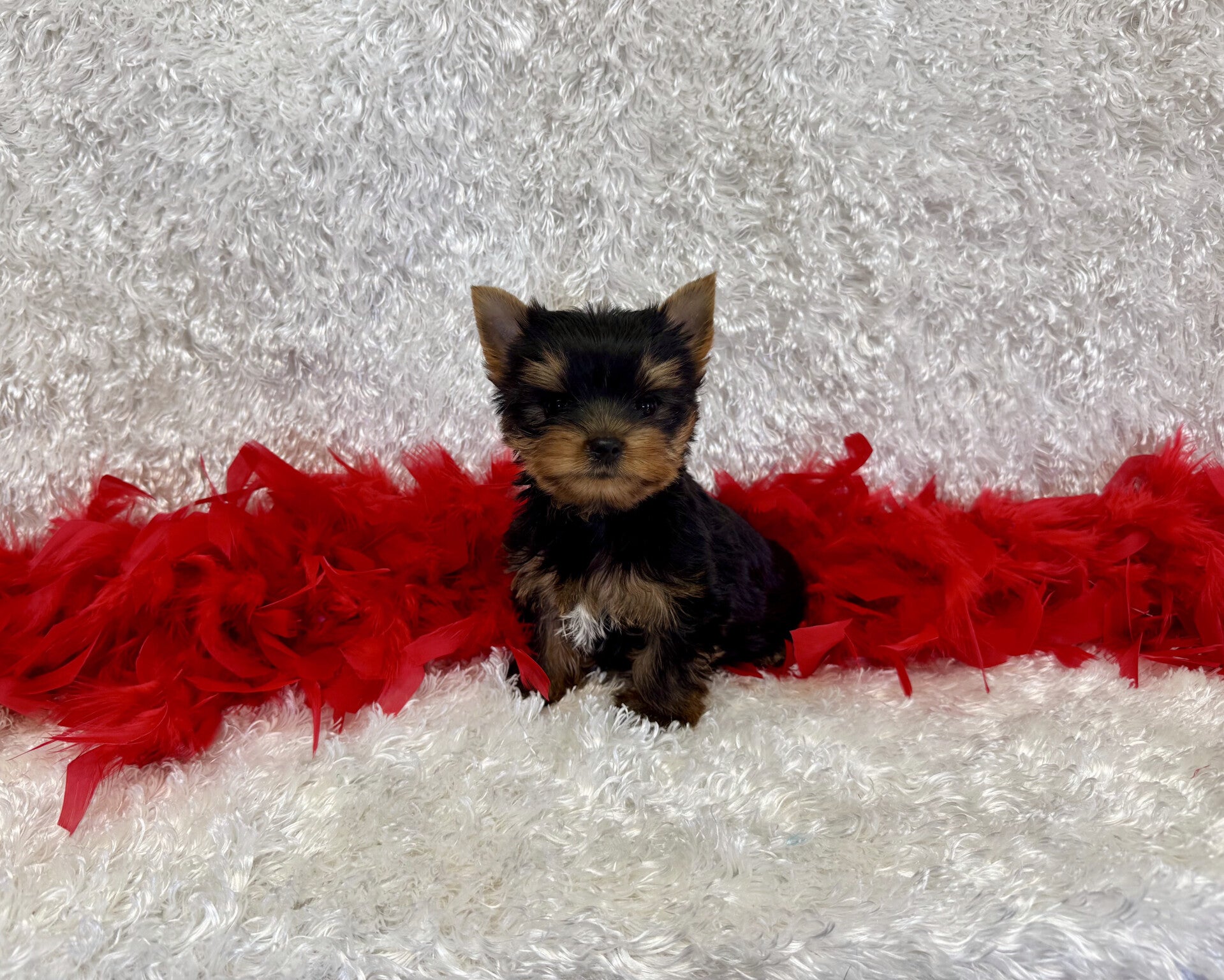 Prince