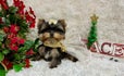 Yorkie Teacup Puppies LDR