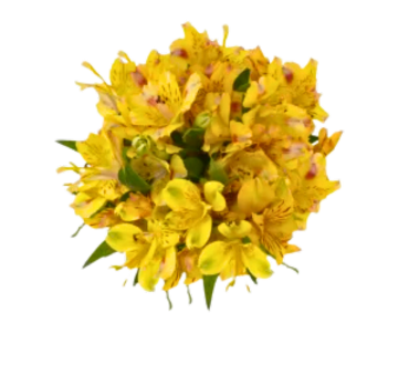 Alstroemeria Yellow