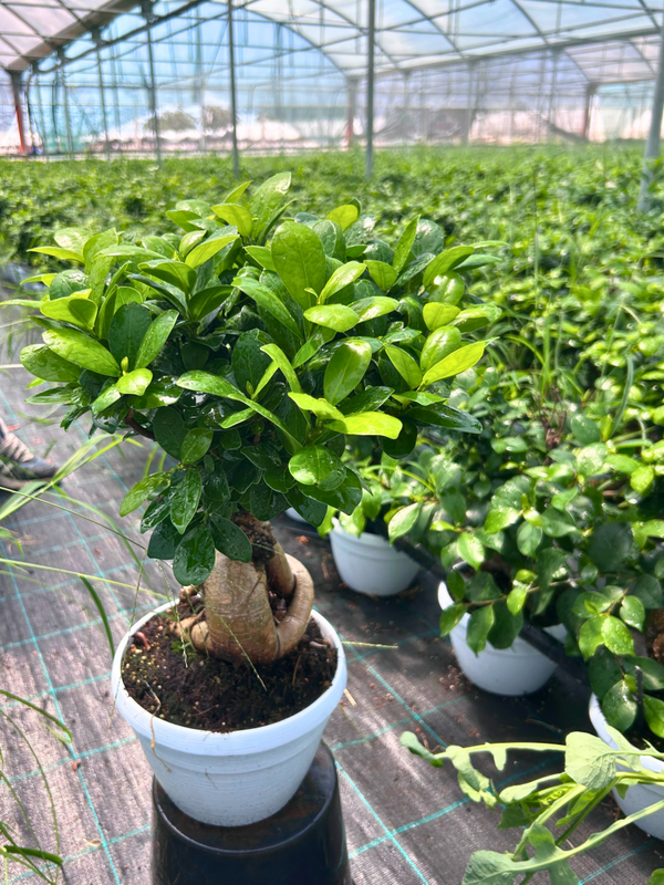 Bonsai Ficus Ginseng - Vaso 20"