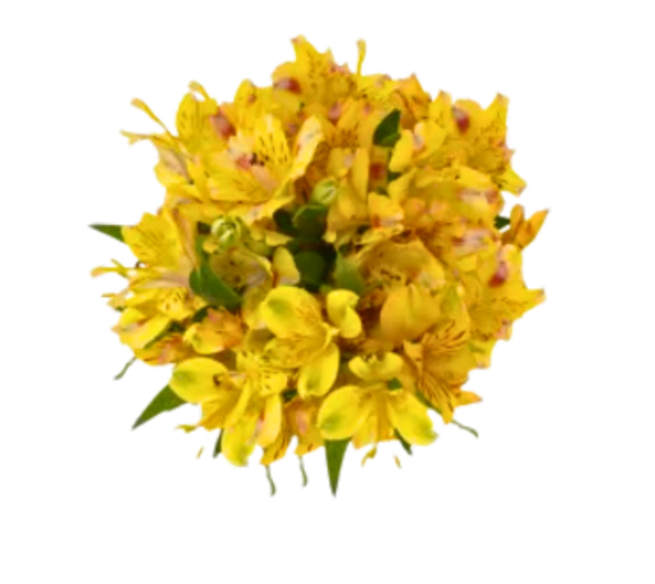 Alstroemeria Yellow