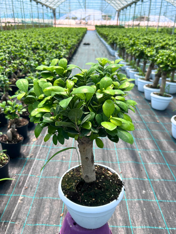 Bonsai Ficus Ginseng Alberello