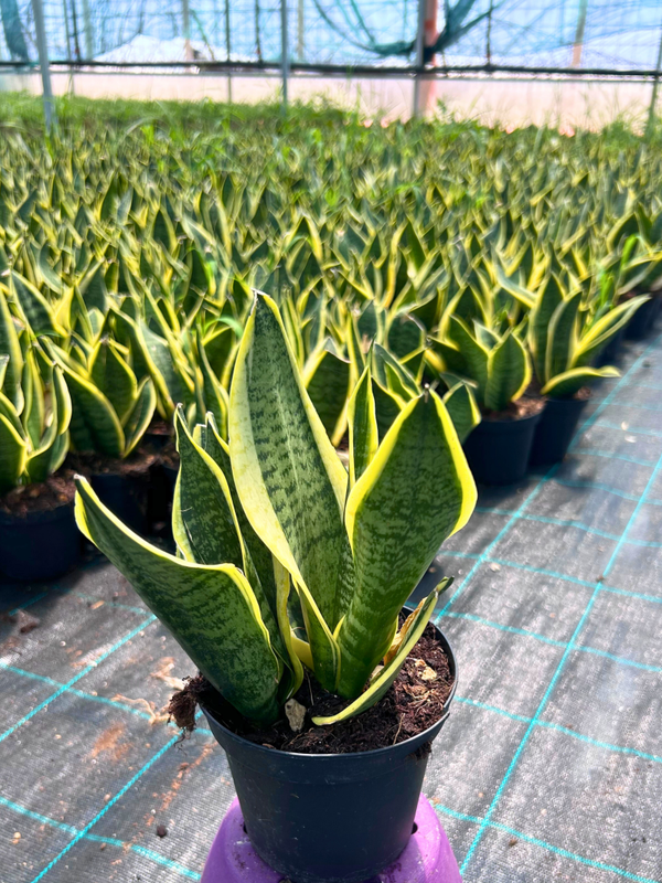 Sansevieria - Vaso 14"