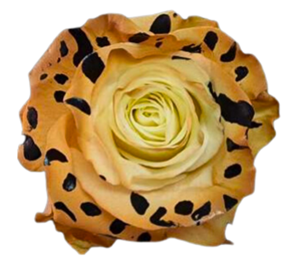 Leopard Print Rose