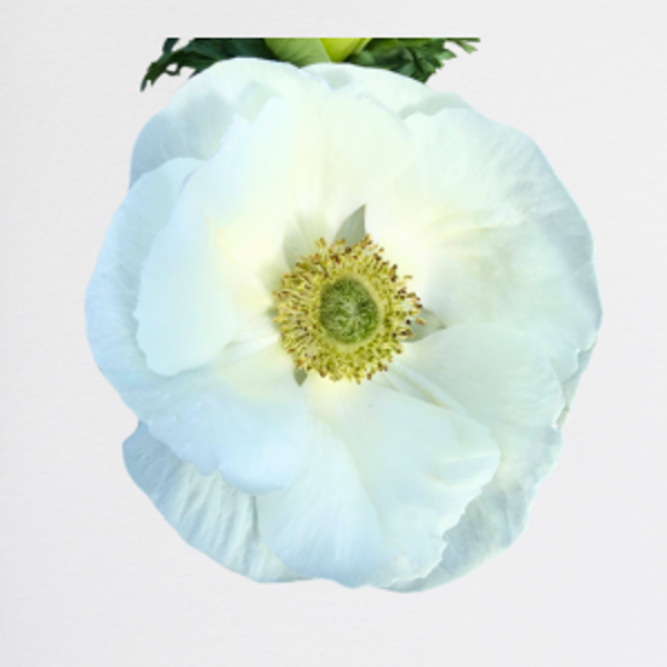 Anemone White