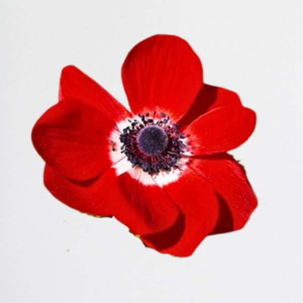 Anemone Red