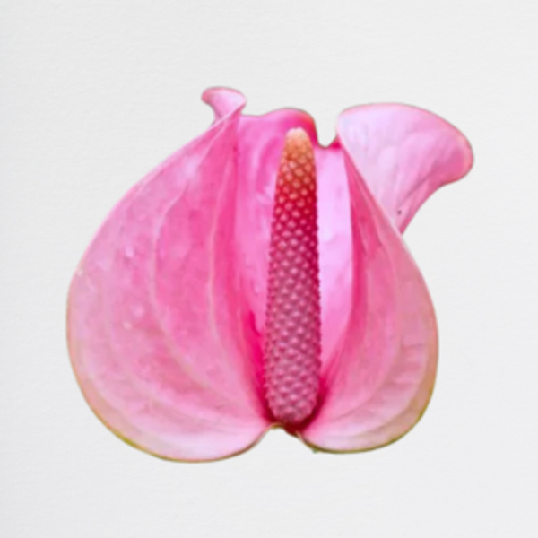 Anthurium Pink