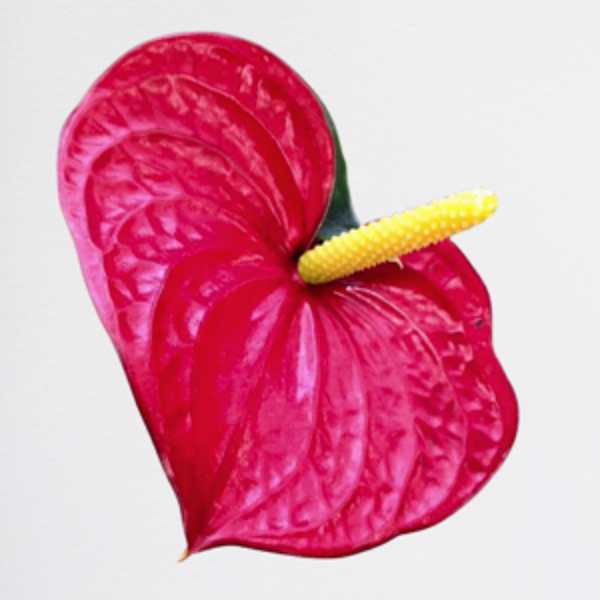 Anthurium Red