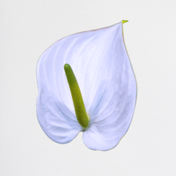Anthurium White