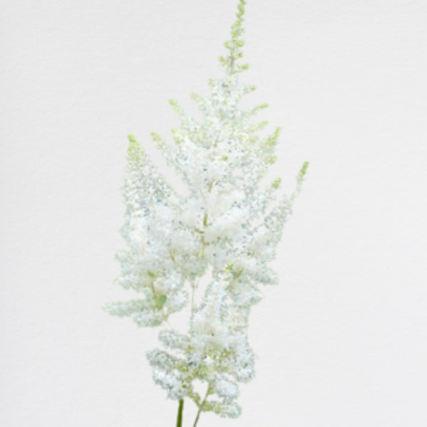 Astilbe White