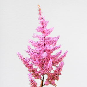 Astilbe Pink