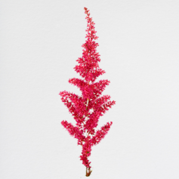 Astilbe Red