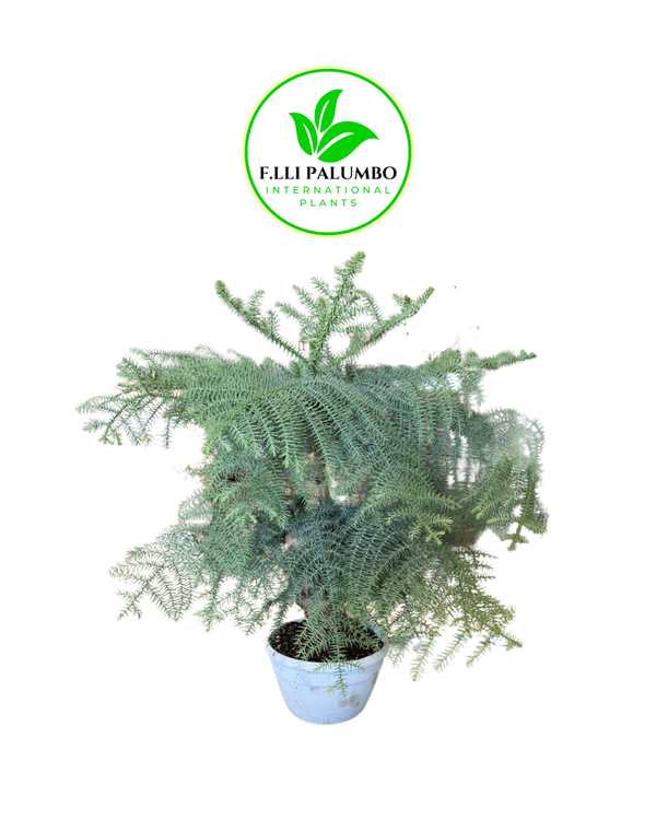 Araucaria – Vaso 25 cm