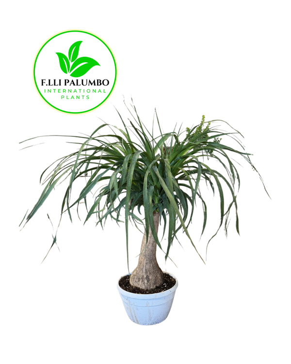 Beaucarnea – Vaso 25 cm