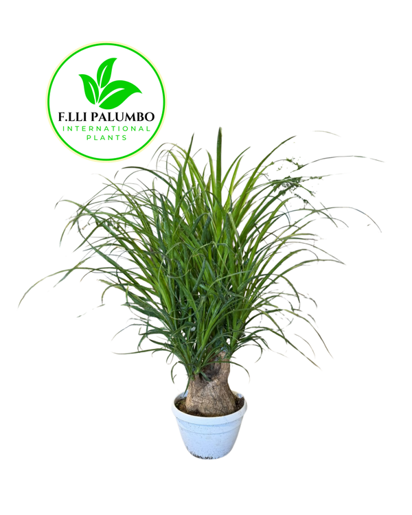 Beaucarnea Ramificata – Vaso 20 cm