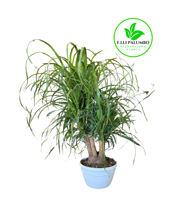 Beaucarnea Ramificata – Vaso 25 cm