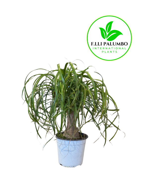 Beaucarnea – Vaso 17 cm