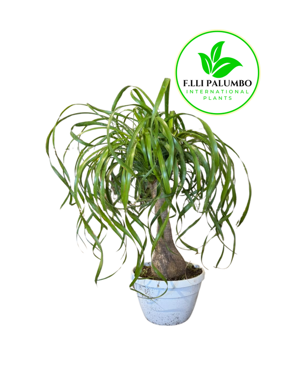 Beaucarnea – Vaso 20 cm