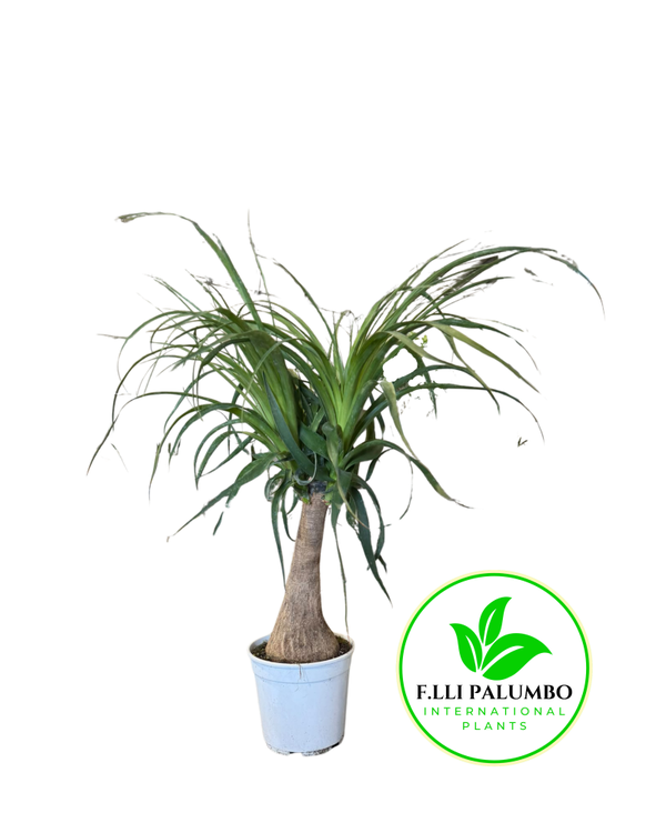 Beaucarnea – Vaso 21 cm