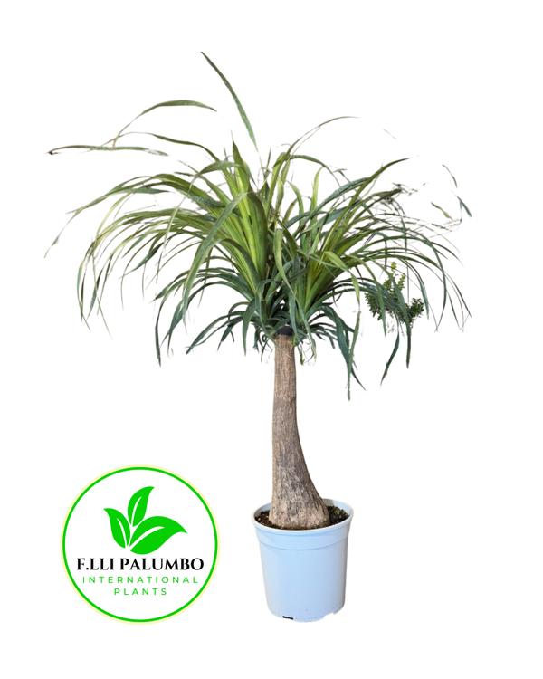Beaucarnea – Vaso 27 cm