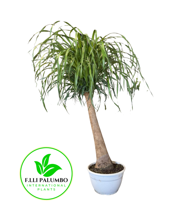 Beaucarnea – Vaso 30 cm