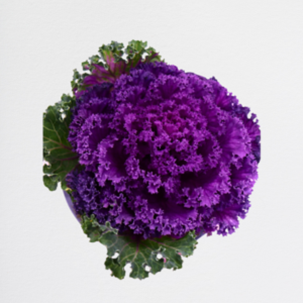 Brassica Purple