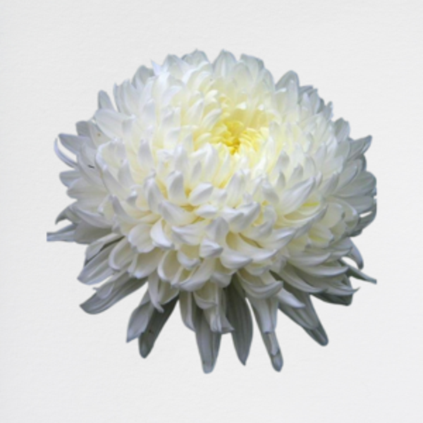 Crisantema White