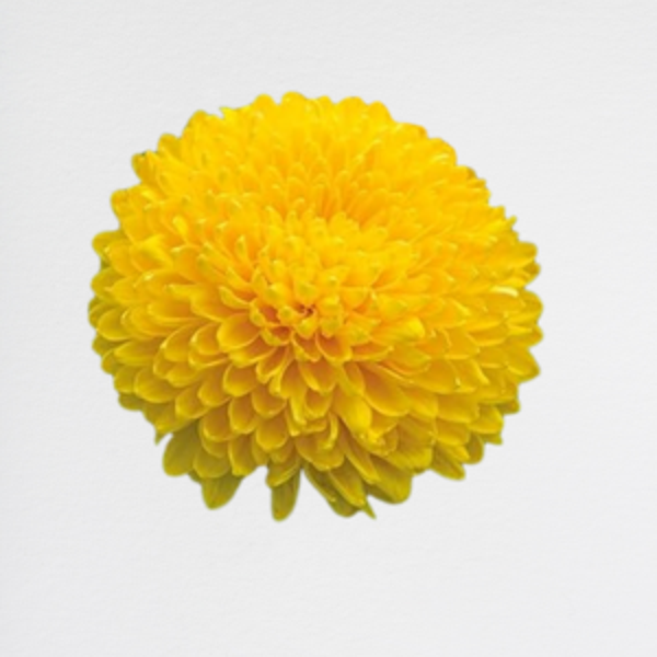 Crisantema Yellow
