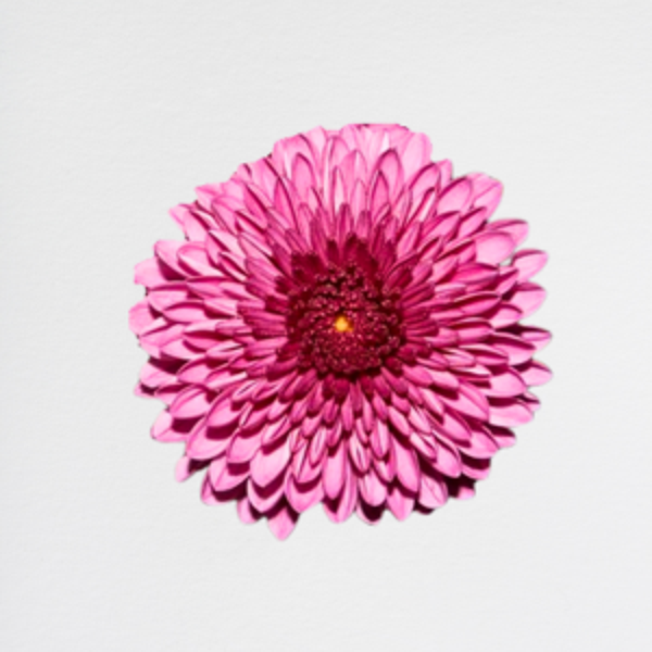 Crisantema Pink